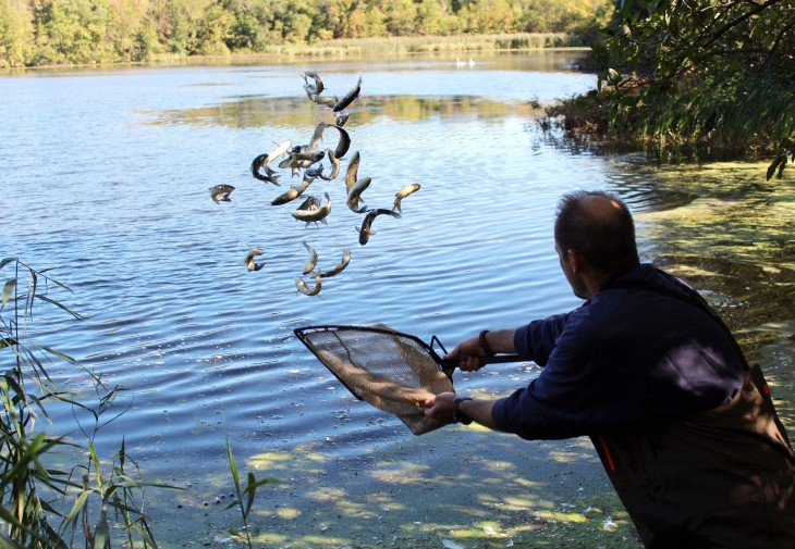 Todd Bobowick, owner of Rowledge Pond Aquaculture, released 168 sterile triploid grass carp into Kent Pond to manage vegetation growth on Friday, Sept. 29, 2017.